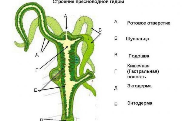 Kraken даркнет переходник