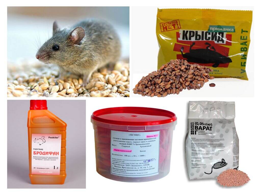 Вред от мышей в доме